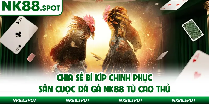 Chia sẻ bí kíp chinh phục sân cược đá gà NK88 từ cao thủ